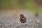 Fox sparrow feeding on the ground