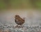 Fox sparrow feeding on the ground