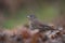 Fox sparrow feeding on the ground