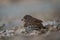 Fox sparrow feeding on the ground