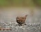 Fox sparrow feeding on the ground