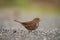 Fox sparrow feeding on the ground