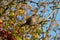 Fox sparrow resting on tree branch