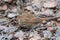 Fox sparrow Sooty Passerella iliaca a new world sparrow close up in Canada on the ground