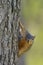 Fox Squirrel with comical curious inquisitive expression while hanging on side of tree