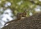 Fox Squirrel eating a nut perched on a large tree branch, Dallas Arboretum