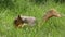 Fox squirrel eating a peach