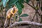 A Fox Squirrel in Estero Llano Grande State Park, Texas