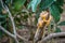 A Fox Squirrel in Estero Llano Grande State Park, Texas