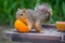 A Fox Squirrel in Estero Llano Grande State Park, Texas