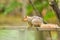 Fox squirrel on fence in woods