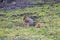 Fox Squirrel in the Grass