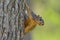 Fox Squirrel Hanging on Side of Tree looking toward Right Comical funny landscape orientation