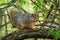 A Fox Squirrel making the rounds in the tree tops