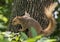 A fox squirrel pausing warily as it climbs a tree in Dallas, Texas.