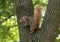 A fox squirrel pausing warily as it climbs a tree in Dallas, Texas.