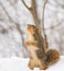 Fox Squirrel, Sciurus niger
