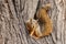 Fox squirrel, Sciurus niger, sitting on tree and posing its fluffy tail. Also known as eastern fox squirrel