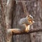 Fox squirrel sitting on limb