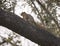Fox squirrel in a tree in Dallas, Texas