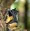 Fox Squirrel on a Tree Holding a Nut