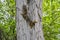 Fox squirrel on tree trunck climbing down