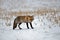 Fox standing in a winter landscape