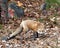 Fox stock photos. Image. Picture. Portrait. Red fox during autumn season. Bushy tail