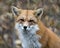 Fox stock photos. Red fox head close-up profile view displaying fox fur, with a blur background in its environment and habitat.