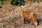 Fox stock photos.Red fox lclose-up side profile view displaying full body and bushy tail with a brown leaves ground and enjoying