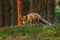 Fox at sunrise. Red fox, Vulpes vulpes, hunting in green pine forest. Hungry fox sniffs about food in moor.