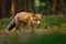 Fox at sunrise. Red fox, Vulpes vulpes, hunting in green pine forest. Hungry fox sniffs about food in moor. Beautiful animal