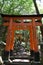 Fox temple japan torii gates