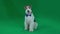 Fox terrier in a butterfly. Green screen