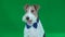 Fox terrier in a butterfly. Green screen