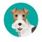 Fox terrier in color circle colorful vector illustration