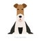 Fox terrier dog breed. Hunter animal, fluffy pet. Funny cute