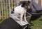 The fox terrier dog sits in a special basket on a motorcycle. She has three colored hair. A collar is on his neck. The motorcycle