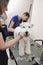 Fox terrier getting his hair cut