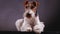 Fox Terrier lies in the studio on a gray black gradient background, front view. The dog in the studio demonstrates his