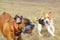 Fox terrier playing with boxer