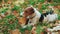 Fox Terrier playing with a stick sitting at yellow autumn grass.