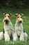 FOX TERRIER A POIL DUR