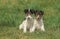 FOX TERRIER A POIL DUR