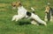 FOX TERRIER A POIL DUR