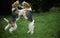 FOX TERRIER A POIL DUR