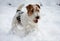 Fox-terrier pup in snow