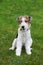 Fox terrier puppy, five month old