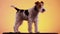 Fox Terrier stands in full growth in the studio on a black bedspread on a yellow orange gradient background. The dog