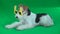 Fox terrier wallows in yellow glasses Green screen